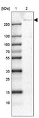 Anti-USP24 antibody produced in rabbit Prestige Antibodies® Powered by Atlas Antibodies, affinity isolated antibody, buffered aqueous glycerol solution, ab2