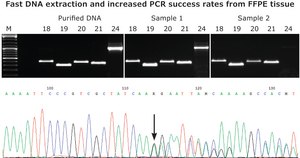 KAPA Express Extract with PCR ReadyMix