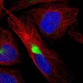 Anti-MARS2 antibody produced in rabbit Prestige Antibodies® Powered by Atlas Antibodies, affinity isolated antibody, buffered aqueous glycerol solution