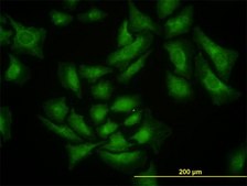 Monoclonal Anti-SMURF1 antibody produced in mouse clone 1D7, purified immunoglobulin, buffered aqueous solution