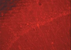 Donkey Anti-Rabbit IgG Antibody, Cy3 conjugate, Species Adsorbed Chemicon®, from donkey
