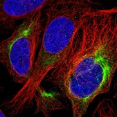 Anti-ALS2 antibody produced in rabbit Prestige Antibodies® Powered by Atlas Antibodies, affinity isolated antibody, buffered aqueous glycerol solution