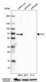 Anti-FUS antibody produced in rabbit Prestige Antibodies® Powered by Atlas Antibodies, affinity isolated antibody, buffered aqueous glycerol solution