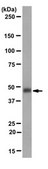 Anti-Calreticulin Antibody, clone 16B11.1 clone 16B11.1, from mouse