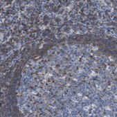 Anti-IL16 antibody produced in rabbit Prestige Antibodies® Powered by Atlas Antibodies, affinity isolated antibody, buffered aqueous glycerol solution