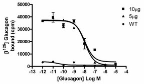 ChemiScreen Recombinant Human Glucagon Receptor Membrane Preparation Human glucagon / GCG GPCR membrane preparation for Radioligand binding Assays &amp; GTPγS binding.