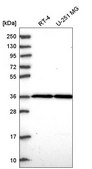 Anti-THAP5 antibody produced in rabbit Prestige Antibodies® Powered by Atlas Antibodies, affinity isolated antibody