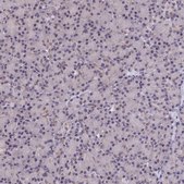 Anti-FKBPL antibody produced in rabbit Prestige Antibodies® Powered by Atlas Antibodies, affinity isolated antibody, buffered aqueous glycerol solution