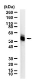 Anti-PPARδ Antibody, clone 1I8 ZooMAb® Rabbit Monoclonal recombinant, expressed in HEK 293 cells