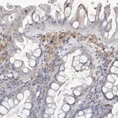 Anti-SIGLEC10 antibody produced in rabbit Prestige Antibodies® Powered by Atlas Antibodies, affinity isolated antibody, buffered aqueous glycerol solution