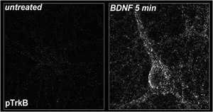 Anticorps anti-phospho-TrkB (Tyr816) from rabbit, purified by affinity chromatography