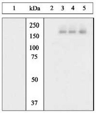 PhosphoDetect Anti-EGFR (pTyr&#185;&#8304;&#8310;&#8312;) Rabbit pAb liquid, Calbiochem&#174;