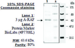 aRAF Active human recombinant, expressed in baculovirus infected insect cells, ≥80% (SDS-PAGE)