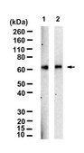 Anti-cIAP2/BIRC3 Antibody, clone 1N23 ZooMAb® Rabbit Monoclonal recombinant, expressed in HEK 293 cells