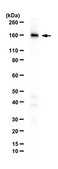 Anti-SF3b155 (SAP 155) Antibody from rabbit, purified by affinity chromatography
