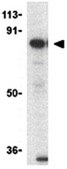 Anti-SARM Antibody from rabbit, purified by affinity chromatography