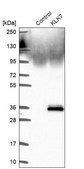 Anti-KLK7 antibody produced in rabbit Prestige Antibodies® Powered by Atlas Antibodies, affinity isolated antibody, buffered aqueous glycerol solution