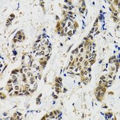 Anti-MAPK9 antibody produced in rabbit