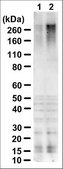 Anti-Phosphotyrosine, clone RM111 Antibody clone RM111, from rabbit, purified by affinity chromatography