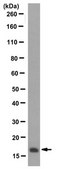 Anti-Neuroglobin Antibody, clone 6G1.1 clone 6G1.1, from mouse