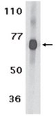 Anti-IL27RA Antibody from rabbit, purified by affinity chromatography