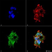 Monoclonal Anti-Fgfa/Fhfa - Rpe antibody produced in mouse clone S235-22, purified immunoglobulin