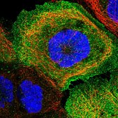 Anti-TXNDC11 antibody produced in rabbit Prestige Antibodies® Powered by Atlas Antibodies, affinity isolated antibody, buffered aqueous glycerol solution