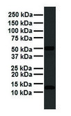 Anti-FAU antibody produced in rabbit affinity isolated antibody