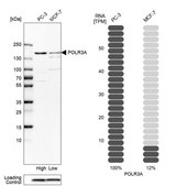 Anti-POLR3A antibody produced in rabbit Prestige Antibodies® Powered by Atlas Antibodies, affinity isolated antibody, buffered aqueous glycerol solution
