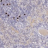 Anti-GPR174 antibody produced in rabbit Prestige Antibodies® Powered by Atlas Antibodies, affinity isolated antibody, buffered aqueous glycerol solution