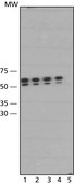 Anti-Green Fluorescent Protein (GFP) antibody, Mouse monoclonal clone GSN149, purified from hybridoma cell culture