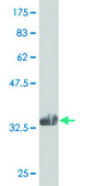 Monoclonal Anti-RAB42 antibody produced in mouse clone 3A2, purified immunoglobulin, buffered aqueous solution