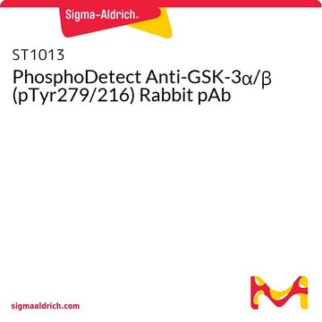 PhosphoDetect Anti-GSK-3&#945;/&#946; (pTyr279/216) Rabbit pAb
