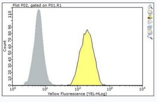Anti-CD33 Antibody, clone P67.6 clone P67.6, from mouse