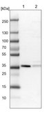 Anti-NDE1 antibody produced in rabbit Prestige Antibodies® Powered by Atlas Antibodies, affinity isolated antibody, buffered aqueous glycerol solution