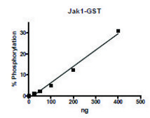 Jak1 active human recombinant, expressed in baculovirus infected Sf9 cells, ≥70% (SDS-PAGE)