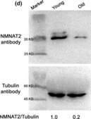 抗-α-チューブリン−FITC 抗体、マウスモノクローナル clone DM1A, purified from hybridoma cell culture