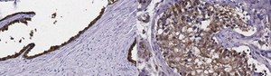 Anti-IDH1 Antibody, clone 12D6.1 clone 12D6.1, from mouse