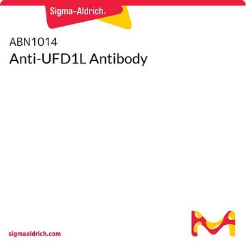 Anti-UFD1L Antibody