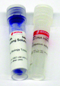 Lambda DNA Hind III 消化 for DNA electrophoresis
