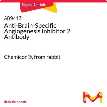 Anti-Brain-Specific Angiogenesis Inhibitor 2 Antibody Chemicon&#174;, from rabbit