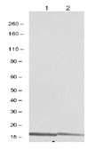 Anti-trimethyl-Histone H4 (Lys20) Antibody, Trial Size, rabbit monoclonal culture supernatant, Upstate®