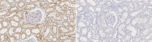 Anti-PRKAB1 Antibody, clone 2M11 ZooMAb® Rabbit Monoclonal recombinant, expressed in HEK 293 cells