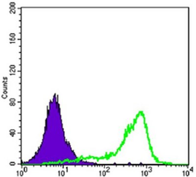Anti-CRTC1 Antibody, clone 1B5 ascites fluid, clone 1B5, from mouse