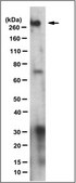 Anti-BPTF Antibody, clone 15B1.1 clone 15B1.1, from mouse