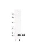 Anti-acetyl-Lysine Antibody serum, Upstate®