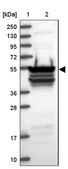 Anti-RBM41 antibody produced in rabbit Prestige Antibodies® Powered by Atlas Antibodies, affinity isolated antibody, buffered aqueous glycerol solution