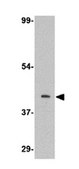Anti-S1P1 Antibody from rabbit, purified by affinity chromatography
