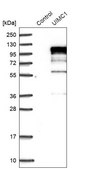 Anti-UIMC1 antibody produced in rabbit Prestige Antibodies® Powered by Atlas Antibodies, affinity isolated antibody, buffered aqueous glycerol solution