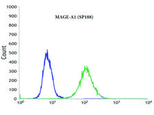 Anti-MAGE-A1 antibody, Rabbit monoclonal recombinant, expressed in proprietary host, clone SP188, affinity isolated antibody
